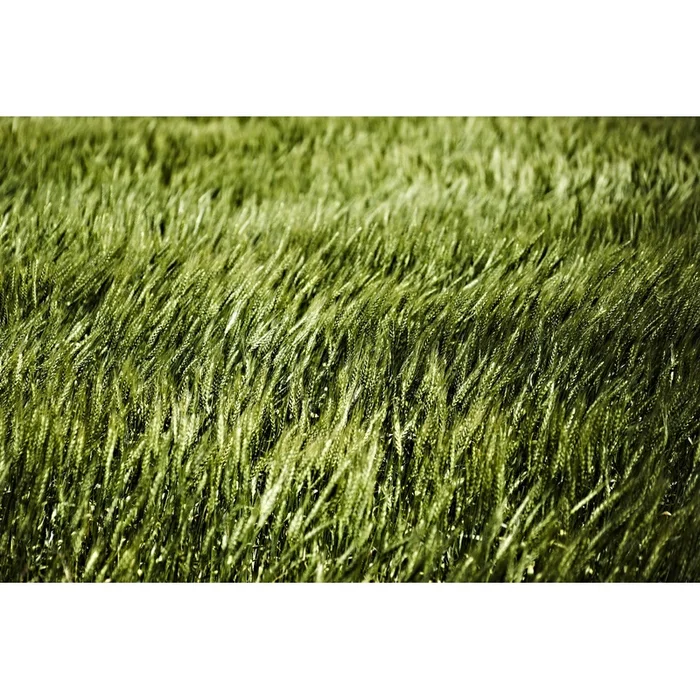 Grass Ii Giant Art 84×54 Wall Art|uvre dart murale Giant Art Grass Ii 84×54