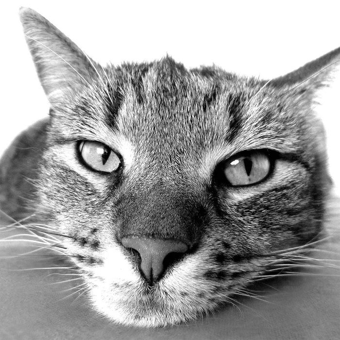 Modif Wall Art|uvre dart murale Modif