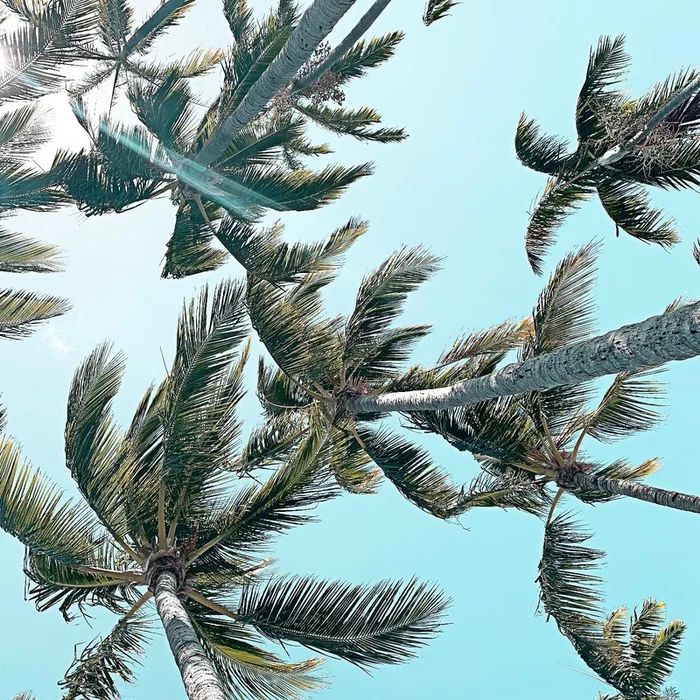 Palm 03 Giant Art 72×72 Wall Art|uvre dart murale Giant Art Palm 03 72×72