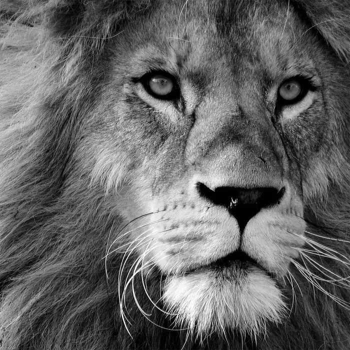 Proud Wall Art|uvre dart murale Proud