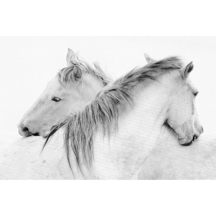 Stas – Horses Giant Art 72×48 Wall Art|uvre dart murale Giant Art Stas – Horses 72×48