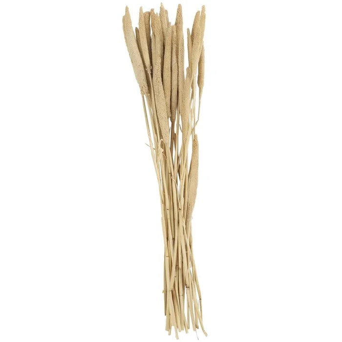 UMA Beige Dried Plant Bunny Tail Grass Home Decor Natural Foliage with Long Stems, 1″ x 1″ x 20″ | 12573 CLOSEOUT